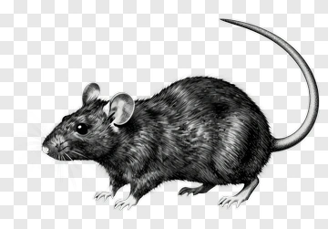 Detailed Illustration Of A Black Mouse PNG
