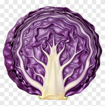 Purple Cabbage PNG