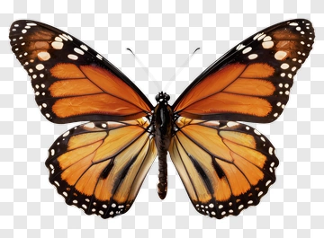 Monarch Butterfly With Orange And Black Wings PNG