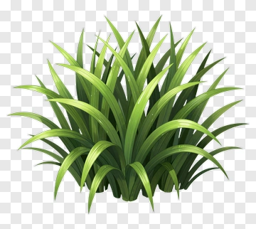 Green Grass PNG