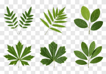 Collection Of Green Leaves PNG