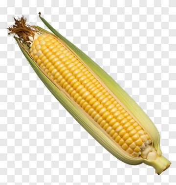 Fresh Corn On The Cob PNG