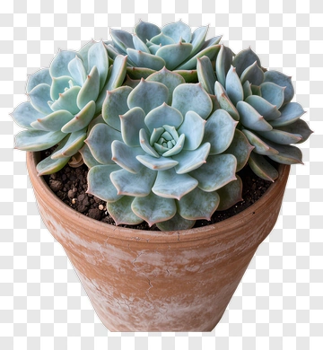 Succulent Plant In A Terracotta Pot PNG