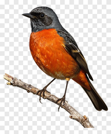 Bird Standing On A Branch PNG