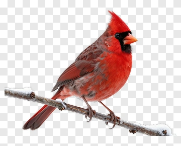 Red Cardinal Sitting On A Branch PNG