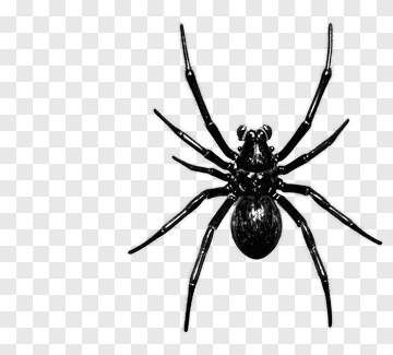 Black Spider PNG