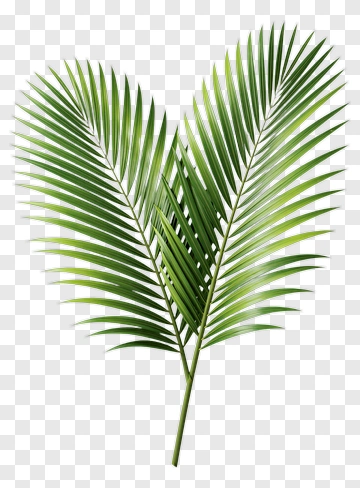 Green Palm Leaves PNG