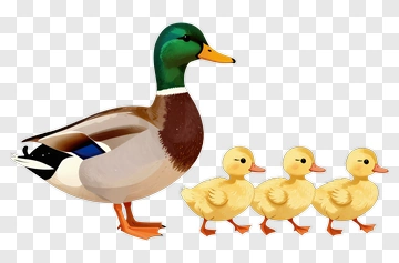 Duck With Three Ducklings PNG
