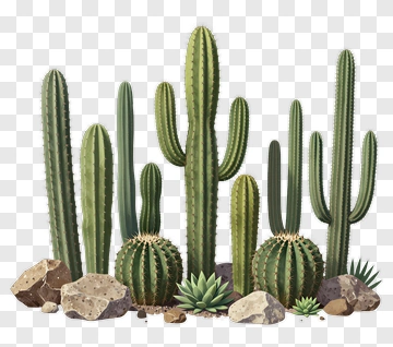 Cactus Group With Rocks PNG