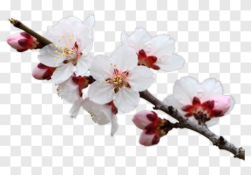 Cherry Blossom Branch With White And Pink Flowers PNG
