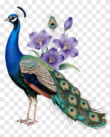Colorful Peacock With Flowers PNG