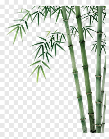 Bamboo Plant PNG