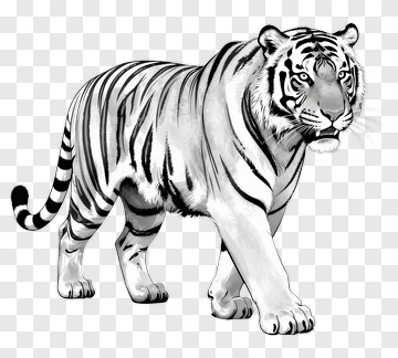 White Tiger Walking PNG