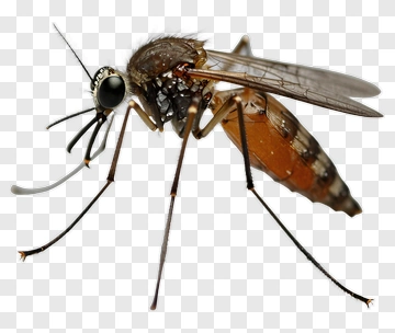 Close-Up Of A Mosquito PNG
