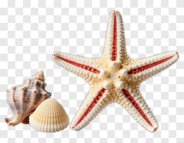 Starfish And Seashells On A White Background PNG