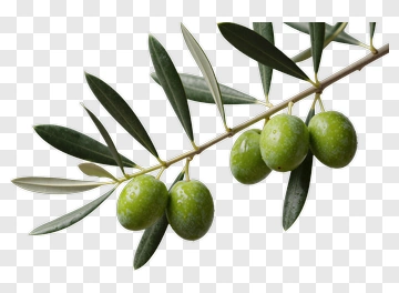 Green Olive Branch With Leaves PNG