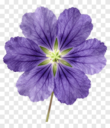 Purple Flower PNG