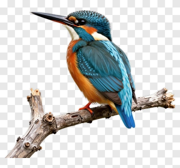 Colorful Kingfisher Perched On A Branch PNG