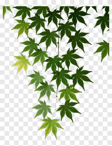 Green Maple Leaves PNG