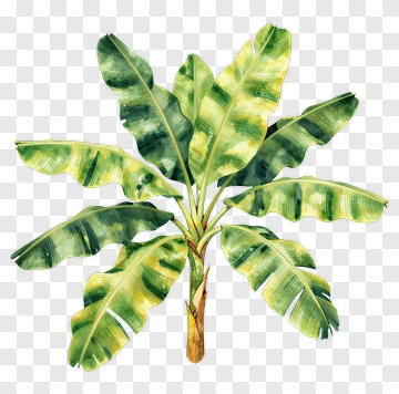 Banana Tree PNG