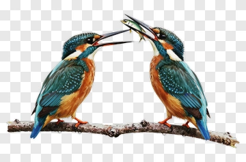 Kingfishers On A Branch With A Fish PNG