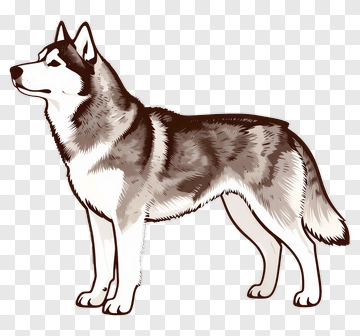 Siberian Husky Dog Illustration PNG