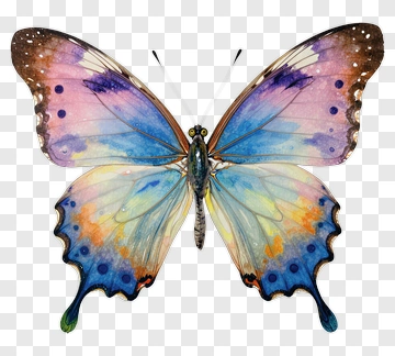 Colorful Butterfly PNG