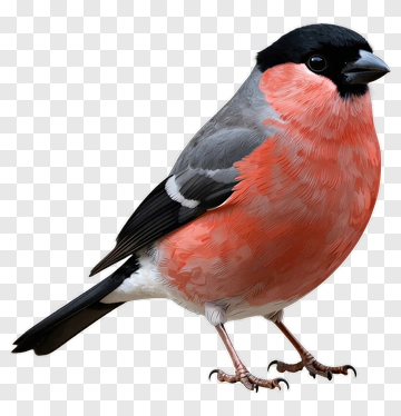 Colorful Bullfinch Bird PNG