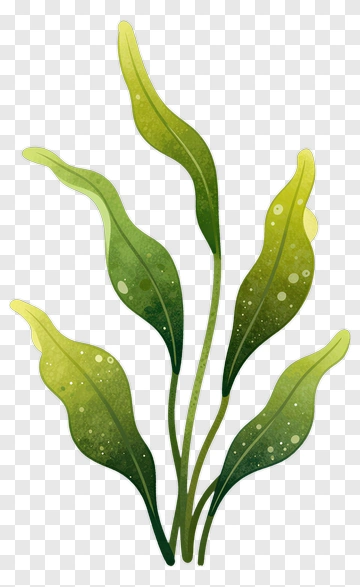 Colorful Seaweed Illustration PNG