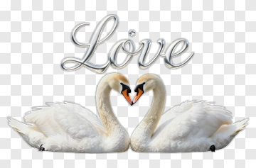 Swans Forming A Heart Shape With Love Text PNG