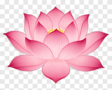 Pink Lotus Flower PNG