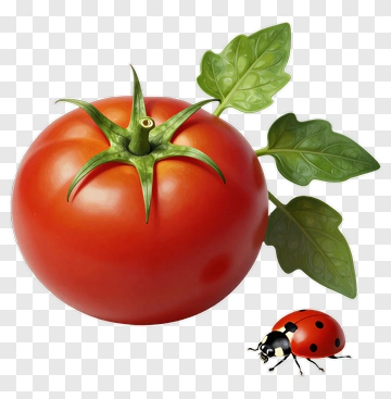 Realistic Tomato With Leaves And A Ladybug PNG