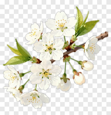 Cherry Blossom Branch With White Flowers PNG