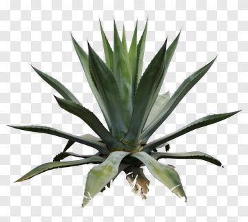 Agave Plant PNG