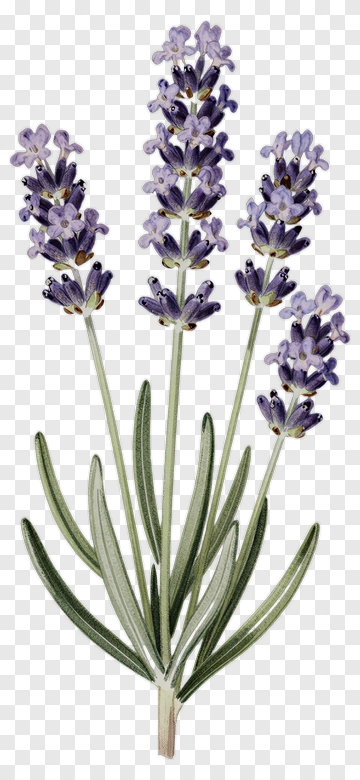 Lavender Flower Bouquet PNG