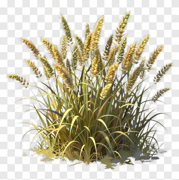 Wheat Grass Plant PNG