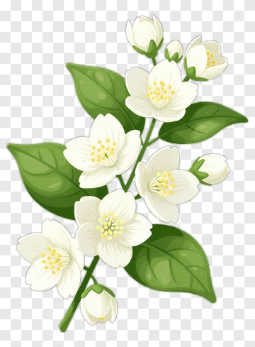 White Jasmine Flower Branch PNG
