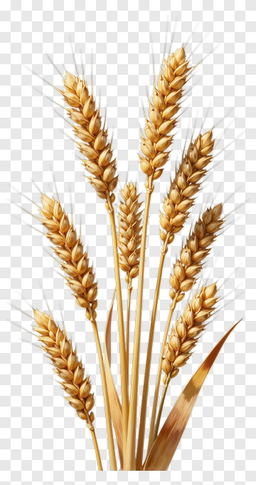 Wheat Stalks In A Natural Setting PNG