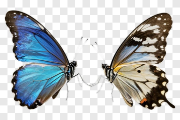 Blue And Brown Butterfly Wings PNG