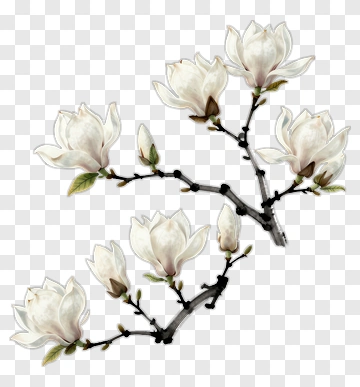 Flowering Magnolia Branch PNG