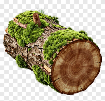 Wooden Log With Moss And Grass PNG