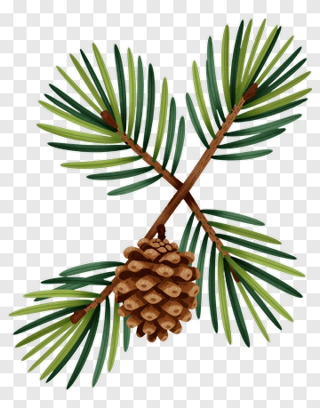 Pine Branch With Cone PNG