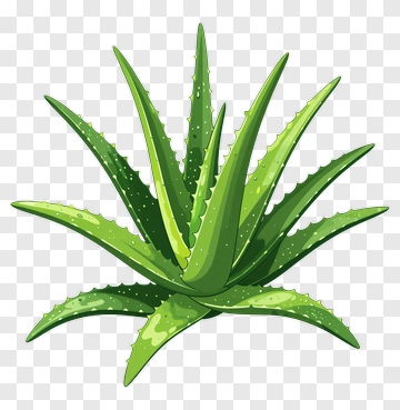 Aloe Vera Plant PNG