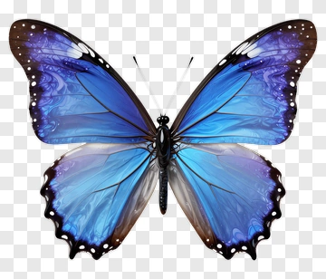 Blue Butterfly PNG
