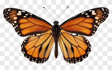 Monarch Butterfly PNG