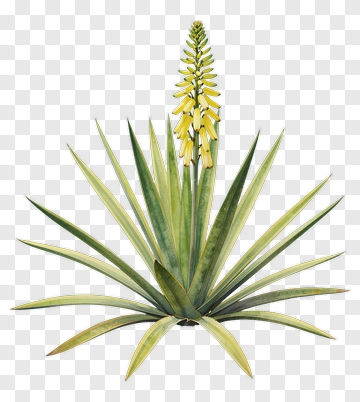 Aloe Vera Plant With Yellow Flower PNG