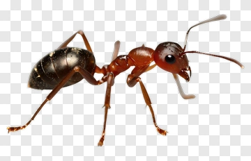 Ant Crawling On Surface PNG