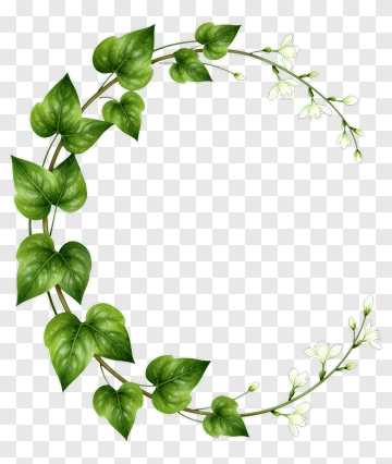 Green Leafy Vine With White Flowers PNG