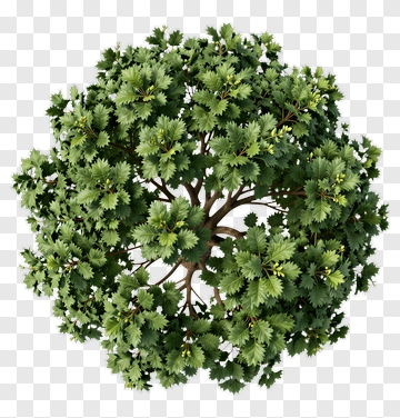 Green Tree With Dense Foliage PNG