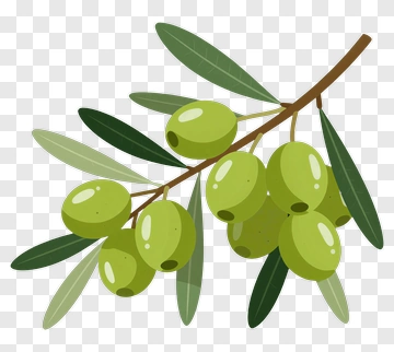 Olive Branch With Green Olives PNG